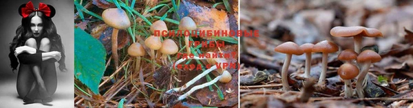 шишки Белоозёрский
